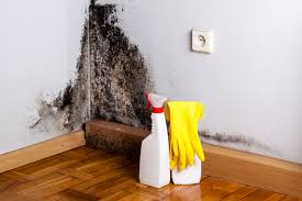 Trusted Port St Lucie, FL Mold Removal Services Experts